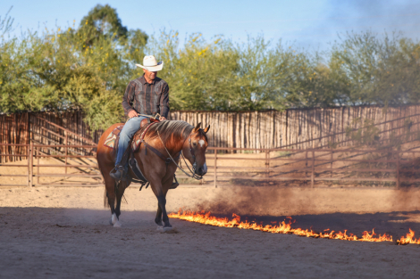 HorseID: 2313651 CURLYS GOLD N NUGGET - PhotoID: 1099155