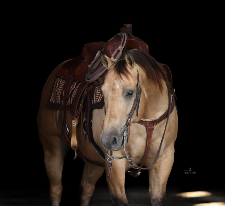 HorseID: 2313652 WT ROOSTER - PhotoID: 1099156
