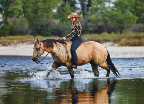 HorseID: 2313652 WT ROOSTER - PhotoID: 1099157