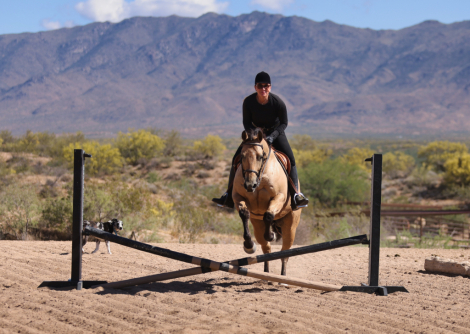 HorseID: 2313652 WT ROOSTER - PhotoID: 1099158