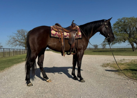 HorseID: 2313662 I Luv A Reiny Night - PhotoID: 1099161