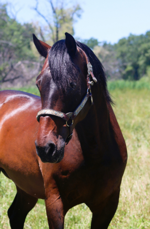 HorseID: 2313674 Hot Rod - PhotoID: 1099165