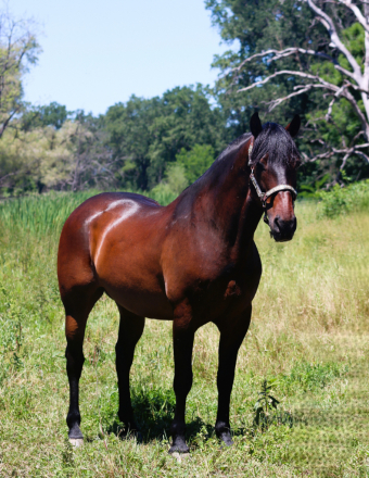 HorseID: 2313674 Hot Rod - PhotoID: 1099166