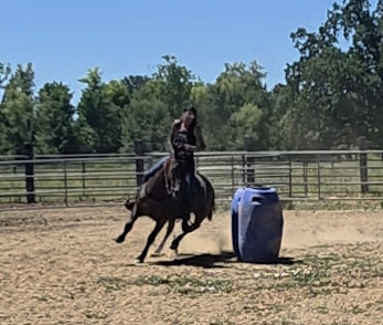 HorseID: 2313674 Hot Rod - PhotoID: 1099167
