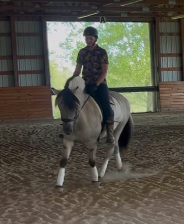 HorseID: 2313675 Sunnyside Smedsmo Vini - PhotoID: 1099170