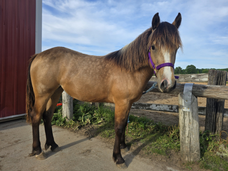 HorseID: 2313677 Penokees Lil Tiberia - PhotoID: 1099176