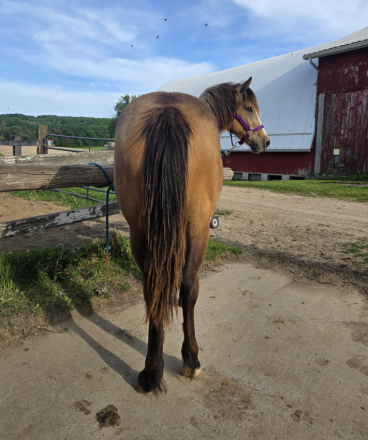 HorseID: 2313677 Penokees Lil Tiberia - PhotoID: 1099177