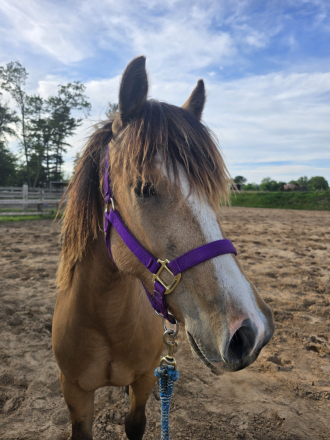 HorseID: 2313677 Penokees Lil Tiberia - PhotoID: 1099178