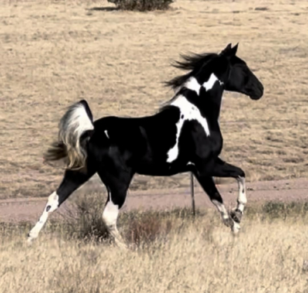 HorseID: 2199037 Williams April Storm - PhotoID: 1046557