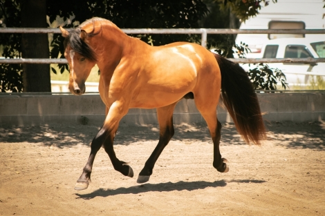 HorseID: 2219755 Telesis Carraig Rua - PhotoID: 1030799