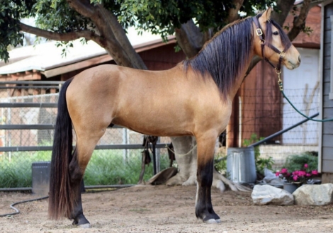 HorseID: 2219755 Telesis Carraig Rua - PhotoID: 1030801
