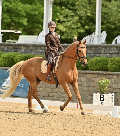 HorseID: 2228997 Devante LDS - PhotoID: 1067113