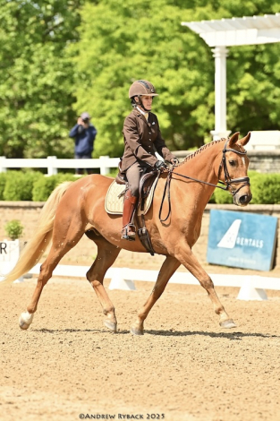 HorseID: 2228997 Devante LDS - PhotoID: 1067114