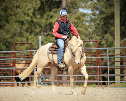 HorseID: 2245383 ChexOutMyWhiteKnight - PhotoID: 1089429