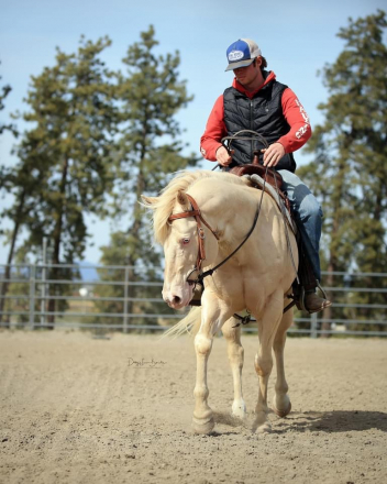 HorseID: 2245383 ChexOutMyWhiteKnight - PhotoID: 1089430