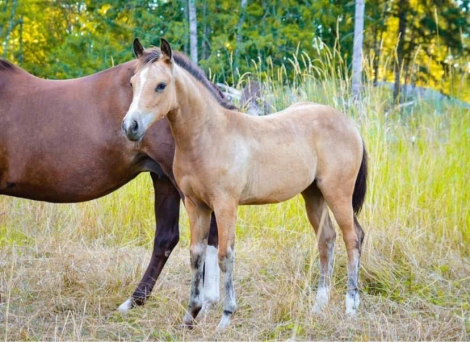 HorseID: 2245383 ChexOutMyWhiteKnight - PhotoID: 1089432