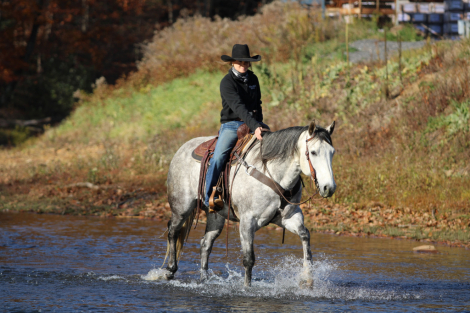 HorseID: 2246616 CEE HEART SALTY MOON - PhotoID: 1081216