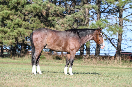 HorseID: 2246724 Billy - PhotoID: 1028750