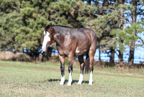 HorseID: 2246724 Billy - PhotoID: 1028751