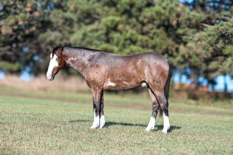 HorseID: 2246724 Billy - PhotoID: 1028752