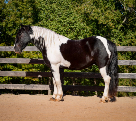 HorseID: 2246726 Jesse James - PhotoID: 1045894