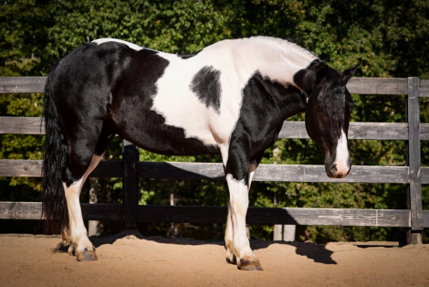 HorseID: 2246726 Jesse James - PhotoID: 1045895