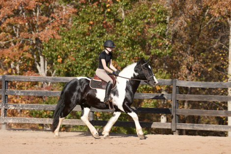 HorseID: 2246726 Jesse James - PhotoID: 1076466