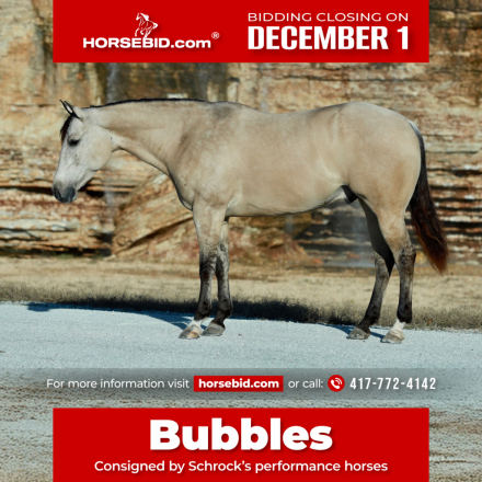 HorseID: 2246739 Bubbles - PhotoID: 1045904