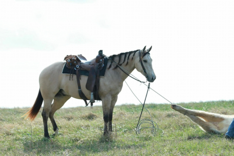 HorseID: 2246739 Bubbles - PhotoID: 1045906