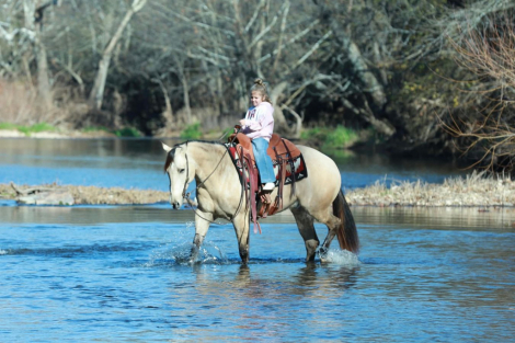 HorseID: 2246739 Bubbles - PhotoID: 1045907