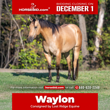 HorseID: 2246741 Dakota Snow Four You - PhotoID: 1028746