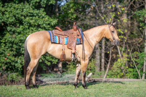 HorseID: 2246741 Dakota Snow Four You - PhotoID: 1028747