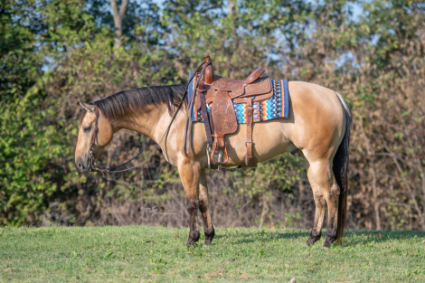 HorseID: 2246741 Dakota Snow Four You - PhotoID: 1028748