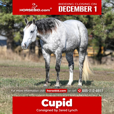 HorseID: 2247444 Cupid - PhotoID: 1042253