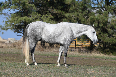 HorseID: 2247444 Cupid - PhotoID: 1045868