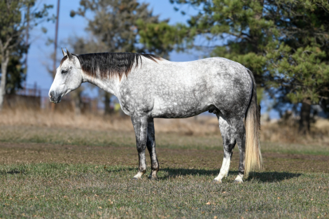 HorseID: 2247444 Cupid - PhotoID: 1045869