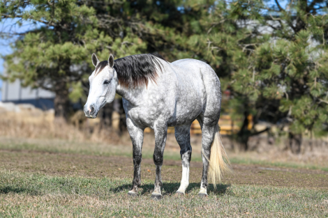 HorseID: 2247444 Cupid - PhotoID: 1045870