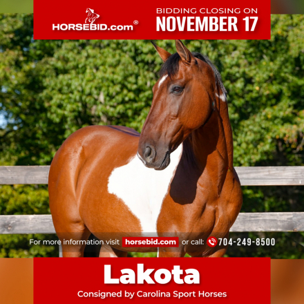 HorseID: 2247446 Lakota - PhotoID: 1042233