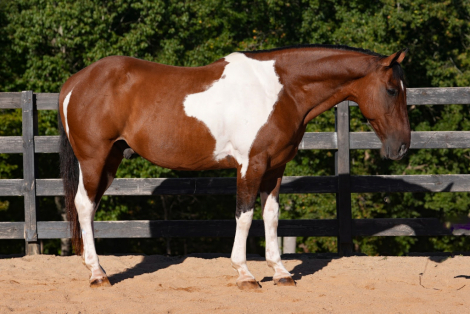 HorseID: 2247446 Lakota - PhotoID: 1042234