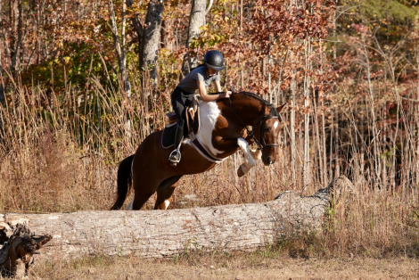 HorseID: 2247446 Lakota - PhotoID: 1042236