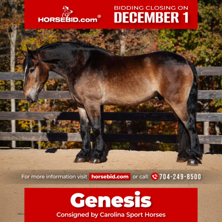 HorseID: 2247448 Black Market Gucci - PhotoID: 1033514