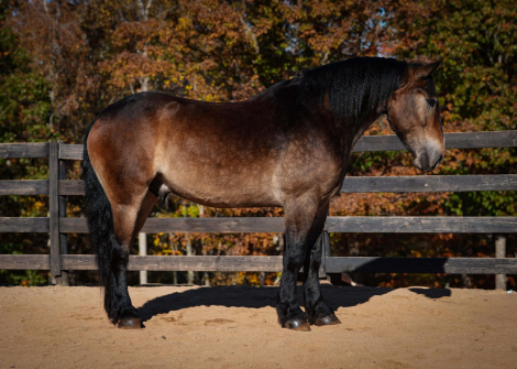 HorseID: 2247448 Black Market Gucci - PhotoID: 1033515