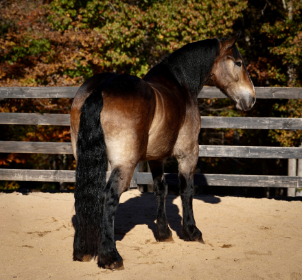 HorseID: 2247448 Black Market Gucci - PhotoID: 1033516