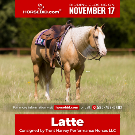 HorseID: 2247450 Cheerwine N Sunshine - PhotoID: 1033506