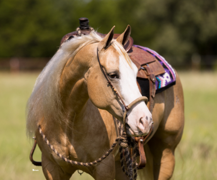 HorseID: 2247450 Cheerwine N Sunshine - PhotoID: 1033507