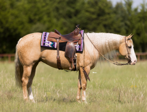 HorseID: 2247450 Cheerwine N Sunshine - PhotoID: 1033508