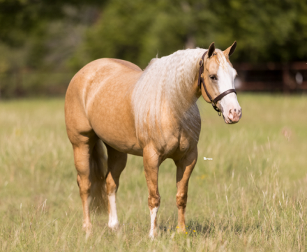 HorseID: 2247450 Cheerwine N Sunshine - PhotoID: 1033509
