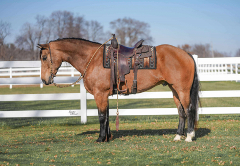 HorseID: 2247454 Cinch - PhotoID: 1089904