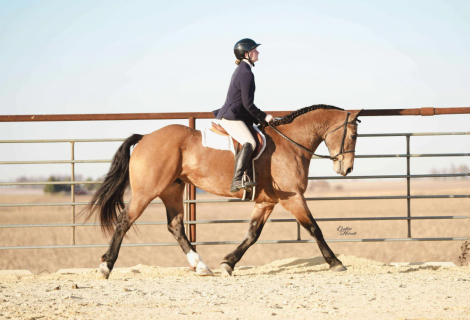 HorseID: 2247454 Cinch - PhotoID: 1089905