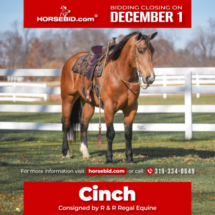 HorseID: 2247454 Cinch - PhotoID: 1036990